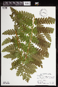 Claytosmunda claytoniana image