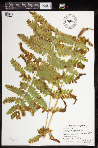 Claytosmunda claytoniana image