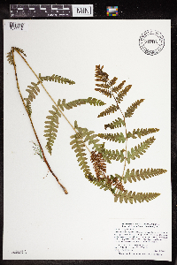 Claytosmunda claytoniana image