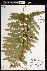 Claytosmunda claytoniana image