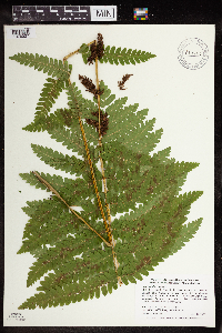 Claytosmunda claytoniana image