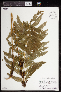 Claytosmunda claytoniana image