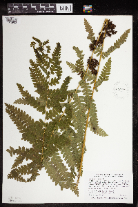 Claytosmunda claytoniana image