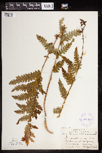 Claytosmunda claytoniana image