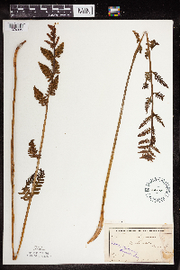 Claytosmunda claytoniana image