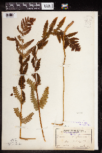 Claytosmunda claytoniana image