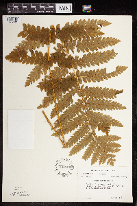 Claytosmunda claytoniana image