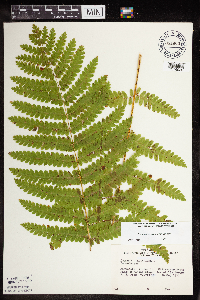 Claytosmunda claytoniana image