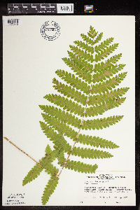 Claytosmunda claytoniana image