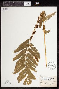 Claytosmunda claytoniana image