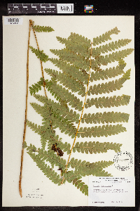 Claytosmunda claytoniana image