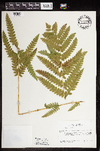 Claytosmunda claytoniana image