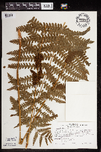 Claytosmunda claytoniana image