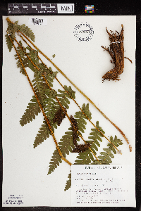 Claytosmunda claytoniana image