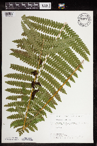 Claytosmunda claytoniana image