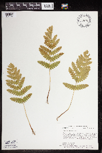 Claytosmunda claytoniana image