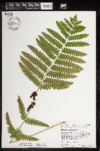 Claytosmunda claytoniana image