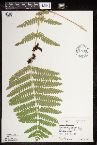 Claytosmunda claytoniana image