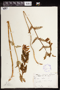 Claytosmunda claytoniana image