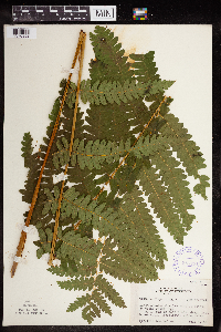 Claytosmunda claytoniana image