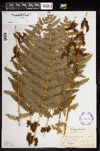 Claytosmunda claytoniana image