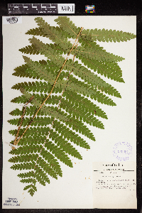 Claytosmunda claytoniana image