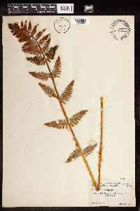 Claytosmunda claytoniana image