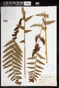 Claytosmunda claytoniana image