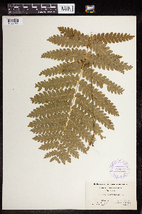 Claytosmunda claytoniana image