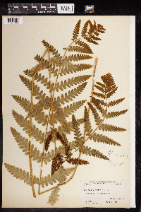 Claytosmunda claytoniana image