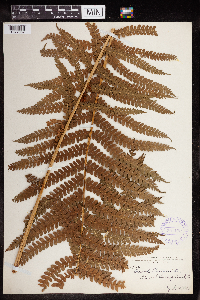 Claytosmunda claytoniana image