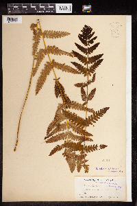 Claytosmunda claytoniana image