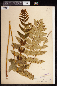 Claytosmunda claytoniana image