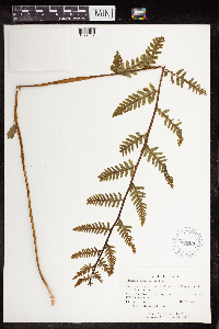 Claytosmunda claytoniana image