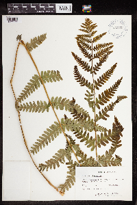 Claytosmunda claytoniana image