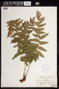 Claytosmunda claytoniana image