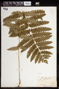 Claytosmunda claytoniana image