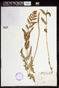 Claytosmunda claytoniana image