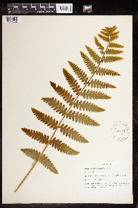 Claytosmunda claytoniana image