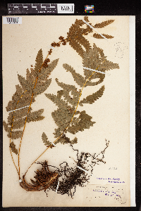 Claytosmunda claytoniana image