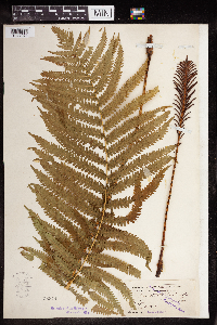 Claytosmunda claytoniana image