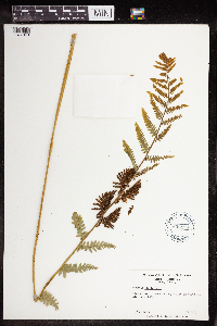 Claytosmunda claytoniana image