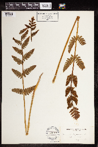 Claytosmunda claytoniana image