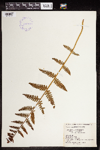 Claytosmunda claytoniana image