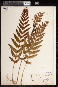 Claytosmunda claytoniana image