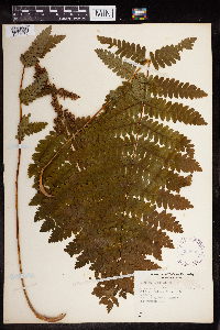 Claytosmunda claytoniana image