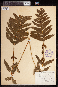 Claytosmunda claytoniana image