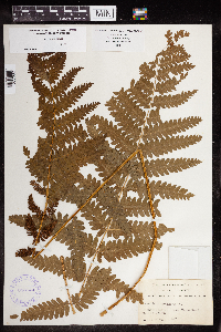 Claytosmunda claytoniana image