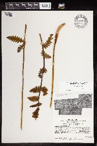 Claytosmunda claytoniana image