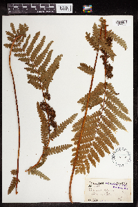 Image Associated With the Occurrence